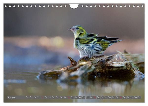 Produktbild: INNE BOTANIK - V&ouml;gel im Ruhrpott (Wandkalender 2026 DIN A4 quer), CALVENDO Monatskalender