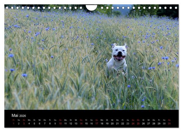 Produktbild: American Bulldog - stolz, loyal, einzigartig (Wandkalender 2026 DIN A4 quer), CALVENDO Monatskalender