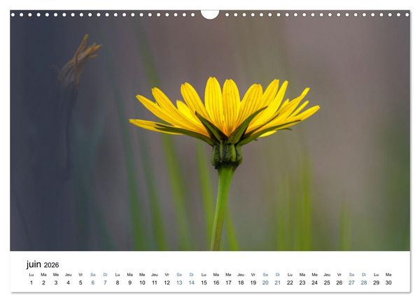 Produktbild: Fleurs po&eacute;tiques (Calendrier mural 2026 DIN A3 vertical), CALVENDO calendrier mensuel