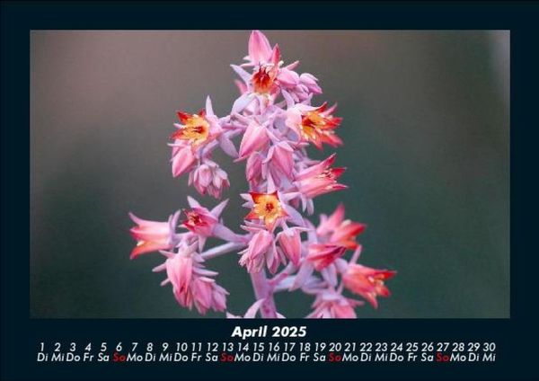 Produktbild: Blumenkalender 2025 Fotokalender DIN A5