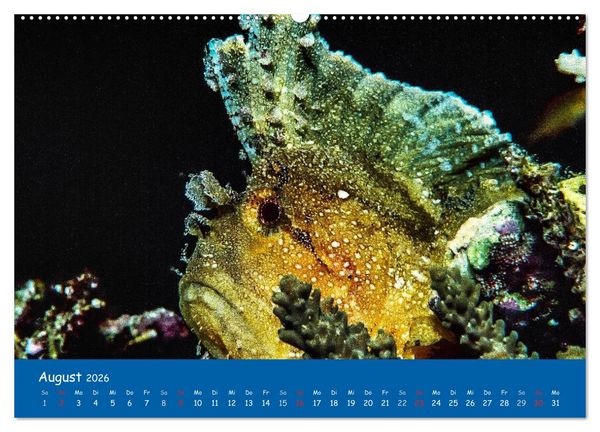 Produktbild: Unterwasserwelten (hochwertiger Premium Wandkalender 2026 DIN A2 quer), Kunstdruck in Hochglanz