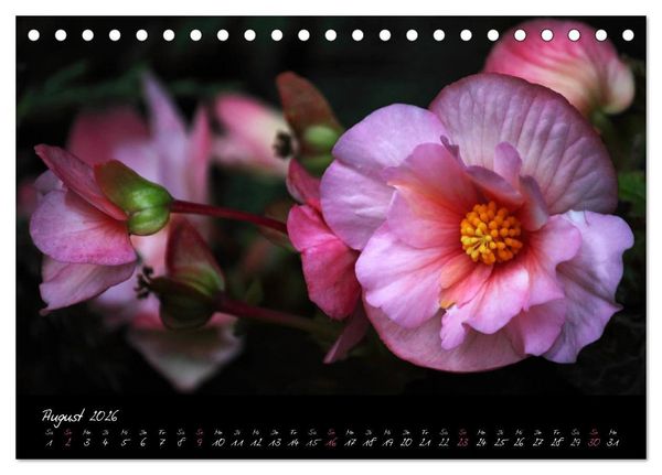 Produktbild: Soul-Jazz - Visuelle Musik der Blumen (Tischkalender 2026 DIN A5 quer), CALVENDO Monatskalender