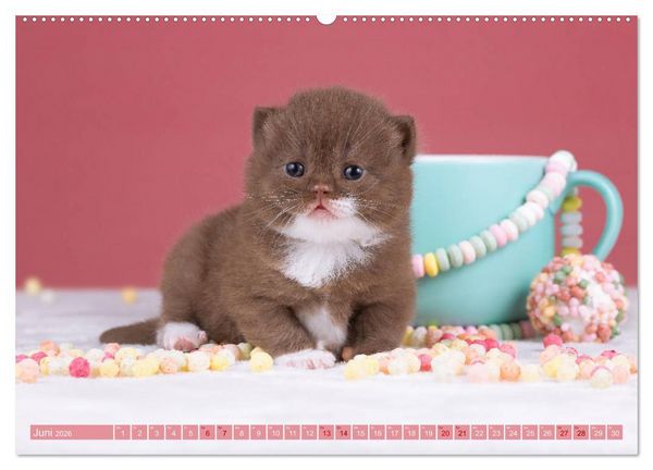 Produktbild: Katzenkinder - Britisch Kurzhaar (hochwertiger Premium Wandkalender 2026 DIN A2 quer), Kunstdruck in Hochglanz