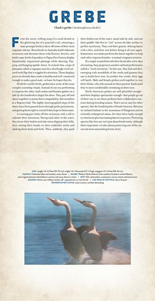 Produktbild: Birds