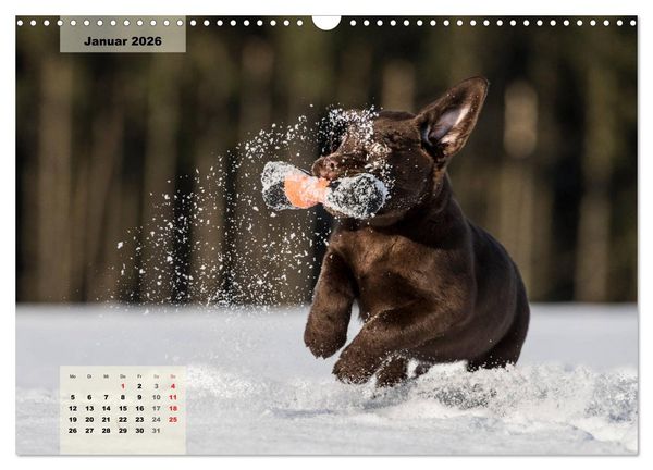 Produktbild: Welpenspa&szlig; (Wandkalender 2026 DIN A3 quer), CALVENDO Monatskalender