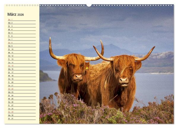 Produktbild: Schottische Hochlandrinder. Freundlich, sch&ouml;n und robust (hochwertiger Premium Wandkalender 2026 DIN A2 quer), Kunstdruck in Hochglanz