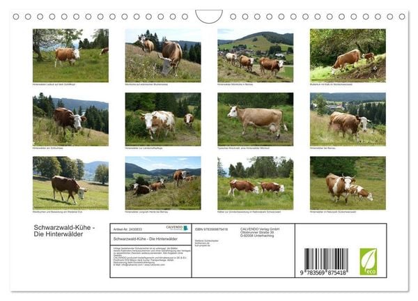 Produktbild: Schwarzwald-K&uuml;he - Die Hinterw&auml;lder (Wandkalender 2027 DIN A4 quer), CALVENDO Monatskalender