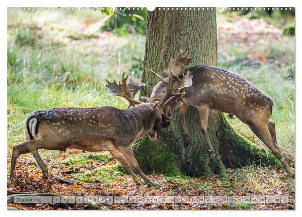 Produktbild: Emotionale Momente: Wild und Jagd. (hochwertiger Premium Wandkalender 2026 DIN A2 quer), Kunstdruck in Hochglanz