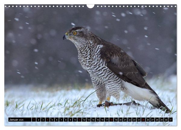 Produktbild: DER HABICHT, Des Falkners Allrounder (Wandkalender 2026 DIN A3 quer), CALVENDO Monatskalender