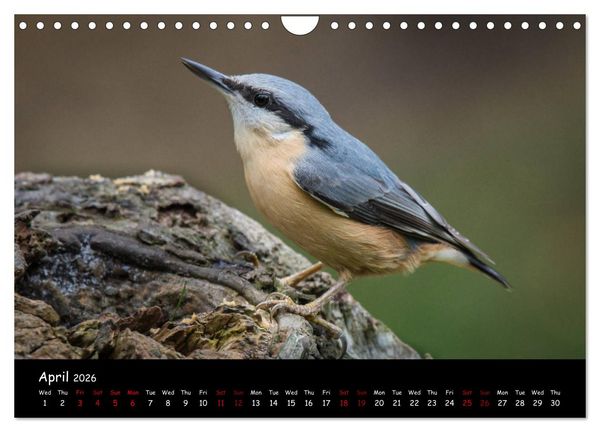 Produktbild: Popular garden birds of the united kingdom (Wall Calendar 2026 DIN A4 landscape), CALVENDO 12 Month Wall Calendar