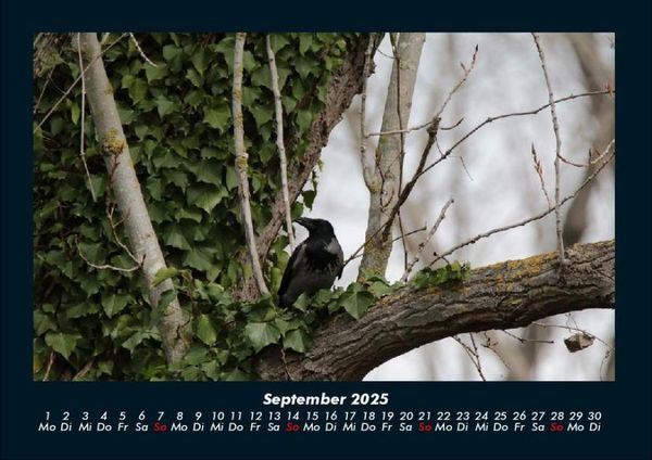 Produktbild: Bilder aus der Natur 2025 Fotokalender DIN A4