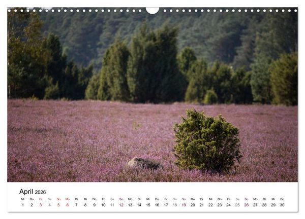 Produktbild: L&uuml;neburger Heide (Wandkalender 2026 DIN A3 quer), CALVENDO Monatskalender