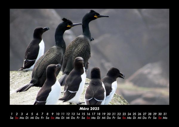 Produktbild: Tierkalender 2025 Fotokalender DIN A3