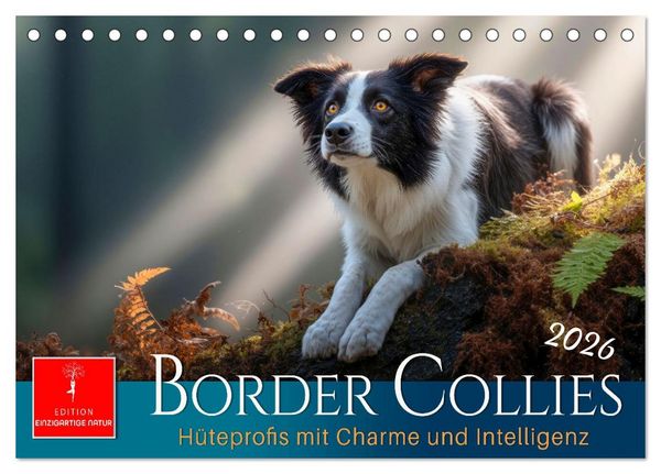 Produktbild: Border Collies H&uuml;teprofis (Tischkalender 2026 DIN A5 quer), CALVENDO Monatskalender