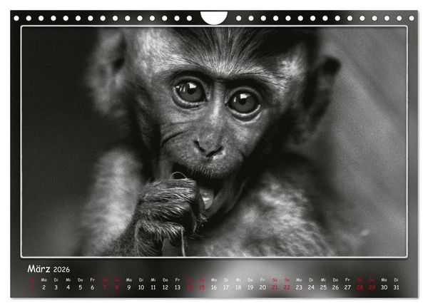 Produktbild: Tieren ins Gesicht geschaut (Wandkalender 2026 DIN A4 quer), CALVENDO Monatskalender