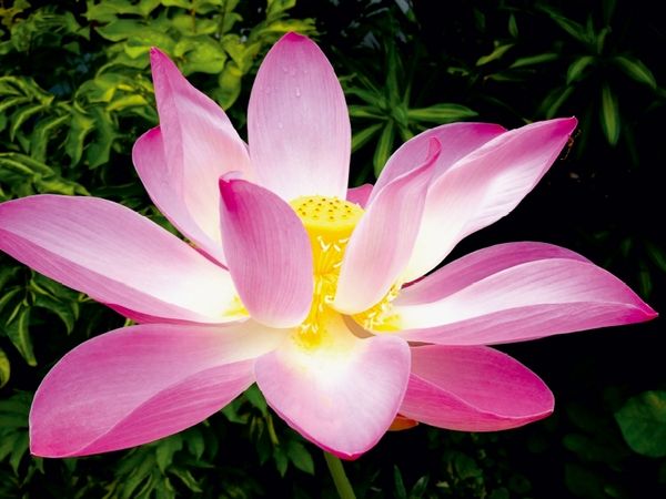 Produktbild: Pink Lotus Nelumbo Nucifera (Puzzle)