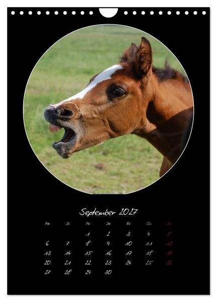 Produktbild: Crazy horses (Wandkalender 2027 DIN A4 hoch), CALVENDO Monatskalender
