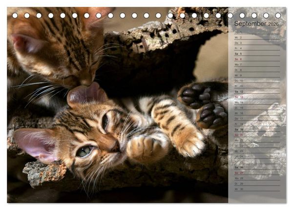 Produktbild: Die Bengalkatze. Edition Jungtiere (Tischkalender 2026 DIN A5 quer), CALVENDO Monatskalender