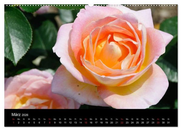 Produktbild: Baden bei Wien - Rosarium (hochwertiger Premium Wandkalender 2026 DIN A2 quer), Kunstdruck in Hochglanz
