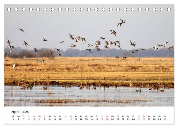 Produktbild: Unterwegs im Teufelsmoor (Tischkalender 2026 DIN A5 quer), CALVENDO Monatskalender