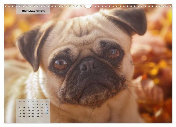 Produktbild: Lillie Mopsgetier - mopsfidel durchs Jahr (Wandkalender 2026 DIN A3 quer), CALVENDO Monatskalender
