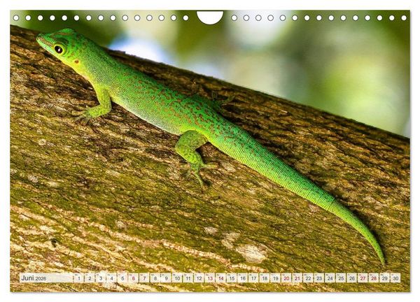 Produktbild: Die Seychellen - ganz nah am Paradies (Wandkalender 2026 DIN A4 quer), CALVENDO Monatskalender