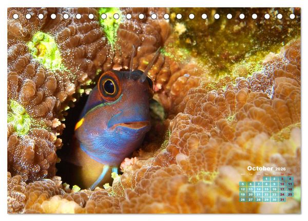 Produktbild: Oceans Alive - A World of Color and Diversity (Desk Calendar 2026 DIN A5 landscape), CALVENDO 12 Month DeskCalendar