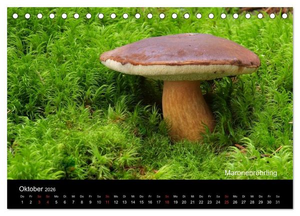 Produktbild: Pilzkalender (Tischkalender 2026 DIN A5 quer), CALVENDO Monatskalender