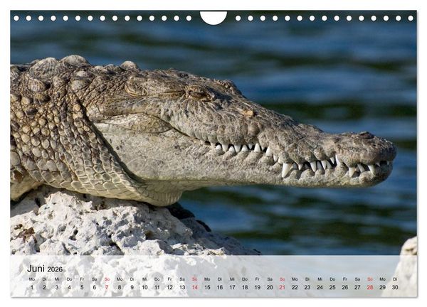 Produktbild: Gro&szlig;e Echsen. Krokodile und Alligatoren (Wandkalender 2026 DIN A4 quer), CALVENDO Monatskalender