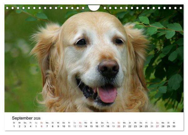 Produktbild: Golden Retriever Power (Wandkalender 2026 DIN A4 quer), CALVENDO Monatskalender