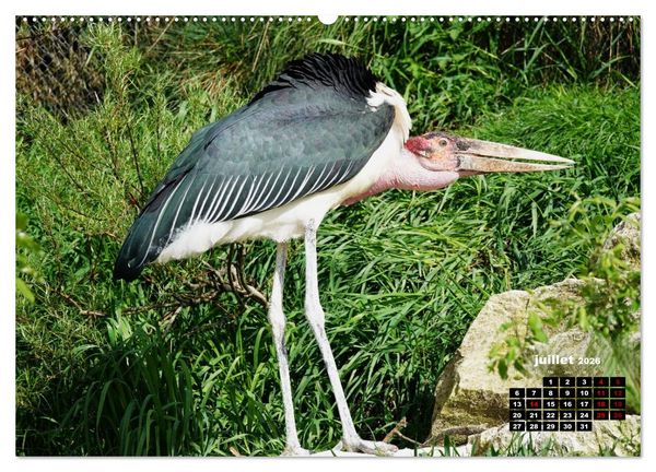 Produktbild: Oiseaux exotiques (Calendrier mural 2026 DIN A2 vertical), CALVENDO calendrier mensuel