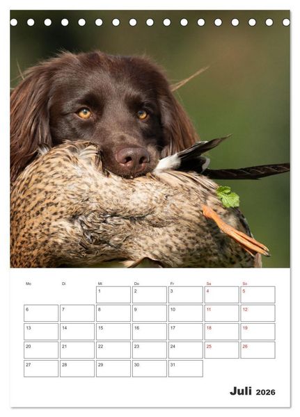Produktbild: Geboren um zu Jagen. Der kleine M&uuml;nsterl&auml;nder (Tischkalender 2026 DIN A5 hoch), CALVENDO Monatskalender