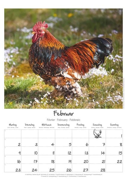 Produktbild: Hühner Kalender im Format 29,7 x 42