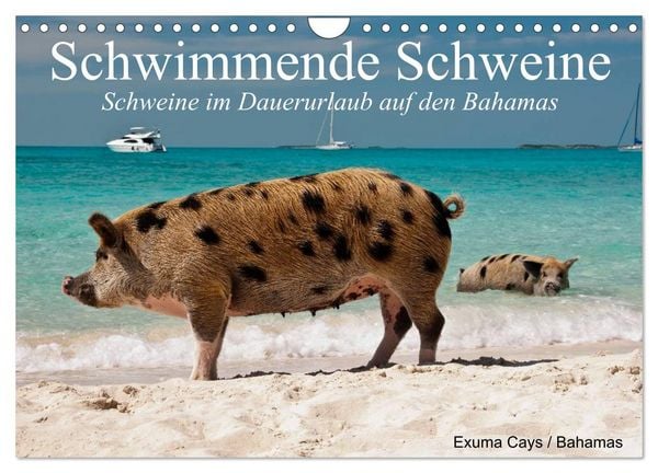 Produktbild: Schwimmende Schweine (Wandkalender 2026 DIN A4 quer), CALVENDO Monatskalender