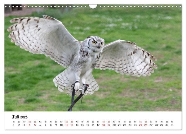 Produktbild: Eulen 2026 (Wandkalender 2026 DIN A3 quer), CALVENDO Monatskalender