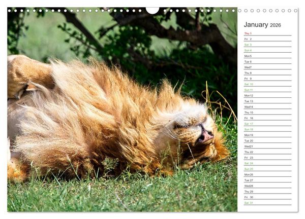 Produktbild: Kenya - its Wildlife (Wall Calendar 2026 DIN A3 landscape), CALVENDO 12 Month Wall Calendar