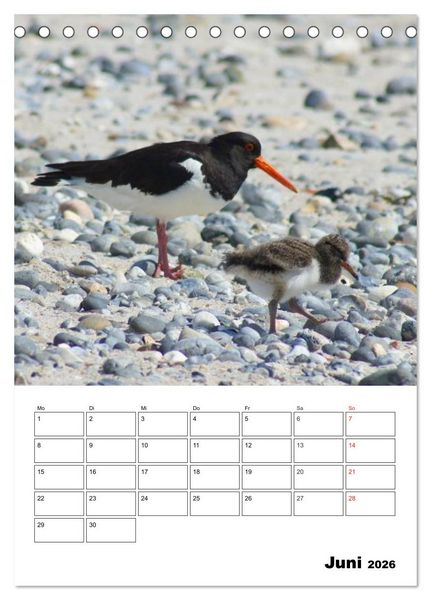 Produktbild: Einzigartige Insel Helgoland (Tischkalender 2026 DIN A5 hoch), CALVENDO Monatskalender