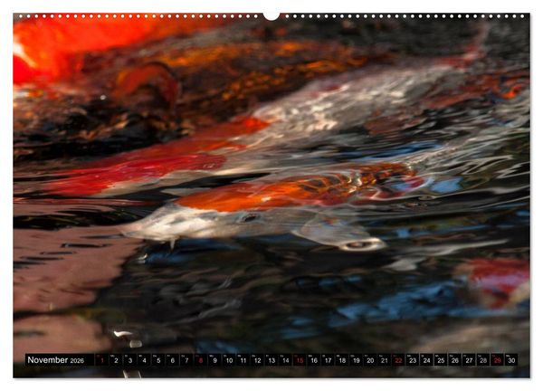 Produktbild: Nishikigoi oder Koi Karpfen (hochwertiger Premium Wandkalender 2026 DIN A2 quer), Kunstdruck in Hochglanz