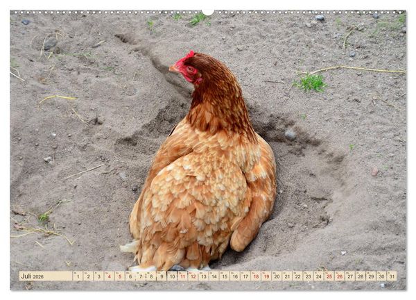Produktbild: Charmante H&uuml;hner (Wandkalender 2026 DIN A2 quer), CALVENDO Monatskalender