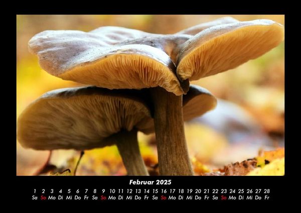 Produktbild: Pilzkalender 2025 Fotokalender DIN A3