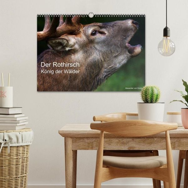 Produktbild: Der Rothirsch, K&ouml;nig der W&auml;lder (Wandkalender 2026 DIN A3 quer), CALVENDO Monatskalender
