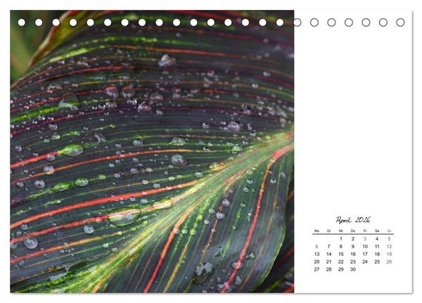 Produktbild: Blattkunst (Tischkalender 2026 DIN A5 quer), CALVENDO Monatskalender