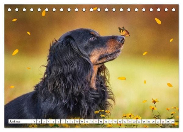 Produktbild: Dackeltr&auml;umereien - Kleine Helden auf 4 Pfoten (Tischkalender 2026 DIN A5 quer), CALVENDO Monatskalender