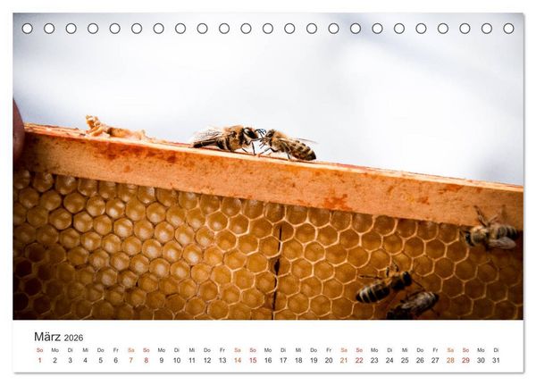 Produktbild: Bienen und Waben (Tischkalender 2026 DIN A5 quer), CALVENDO Monatskalender