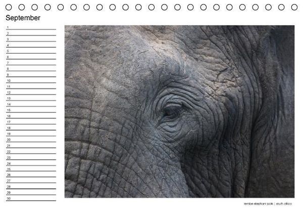 Produktbild: begegnungen - elefanten im s&uuml;dlichen afrika (Tischkalender immerw&auml;hrend DIN A5 quer)