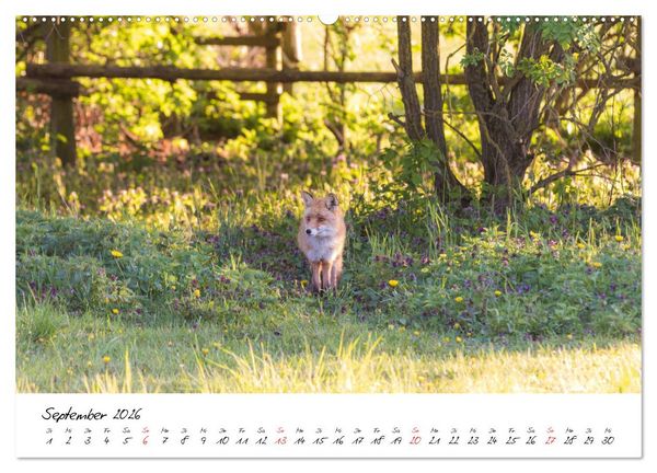 Produktbild: Fuchs entdeckt - im Naturparadies der Mecklenburgischen Seenplatte (hochwertiger Premium Wandkalender 2026 DIN A2 quer), Kunstdruck in Hochglanz