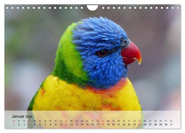 Produktbild: Regenbogen Papageien (Wandkalender 2026 DIN A4 quer), CALVENDO Monatskalender