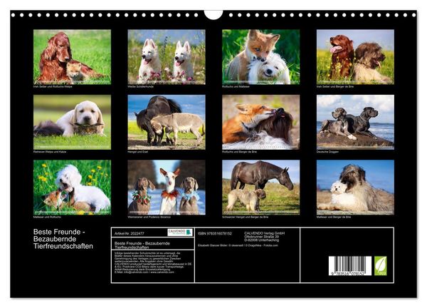 Produktbild: Beste Freunde - Bezaubernde Tierfreundschaften (Wandkalender 2026 DIN A3 quer), CALVENDO Monatskalender