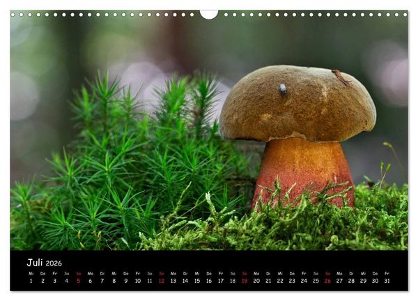 Produktbild: Pilzgalerie (Wandkalender 2026 DIN A3 quer), CALVENDO Monatskalender