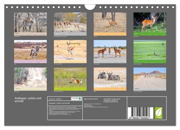 Produktbild: Antilopen, sch&ouml;n und schnell (Wandkalender 2026 DIN A4 quer), CALVENDO Monatskalender